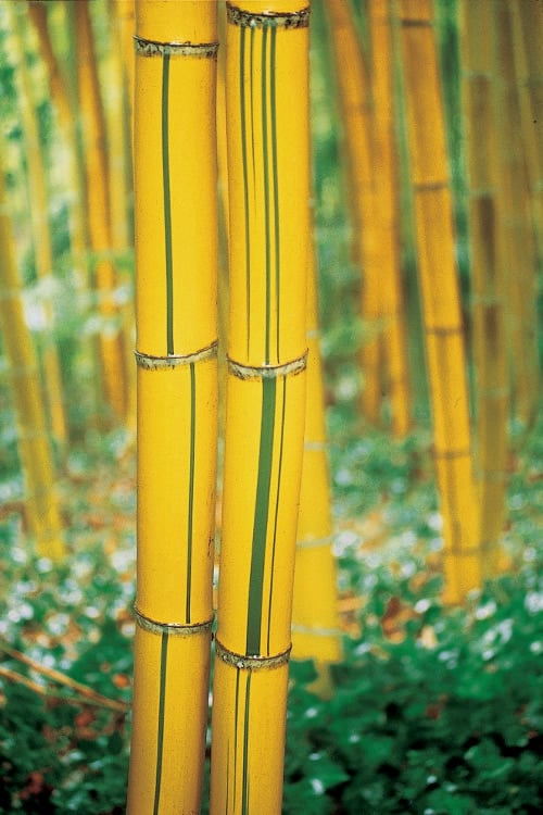  Robert Young Golden Bamboo - Phyllostachys Viridis 'Robert Young' - 3 Gallon Pot (2-4') 