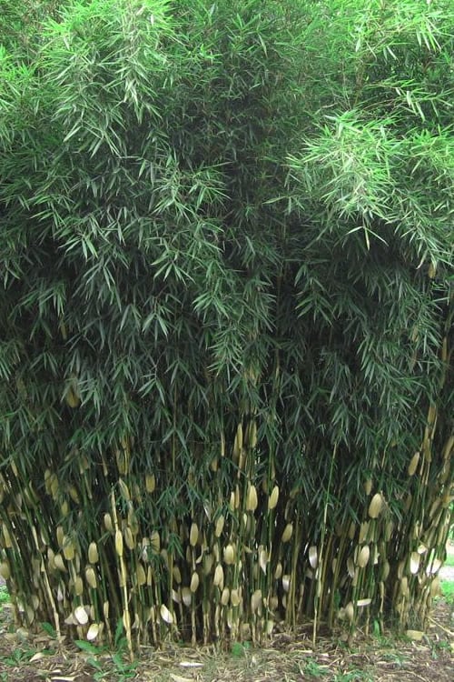  Robust Bamboo - Fargesia Robusta - 3 Gallon Pot