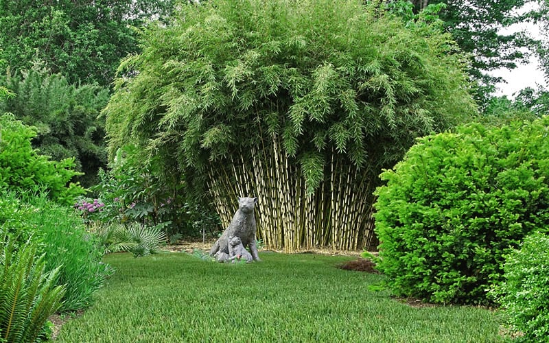  Robust Bamboo - Fargesia Robusta - 3 Gallon Pot
