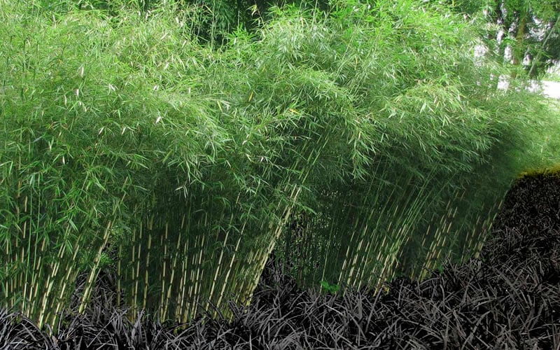  Robust Bamboo - Fargesia Robusta - 3 Gallon Pot