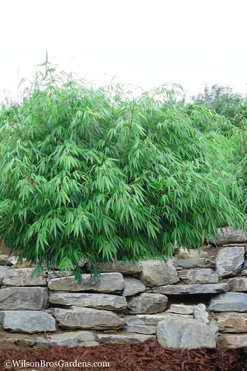  Dragons Head Bamboo - Fargesia Dracocephala 'Rufa' - 1 Gallon Pot