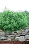  Dragons Head Bamboo - Fargesia Dracocephala 'Rufa' - 1 Gallon Pot