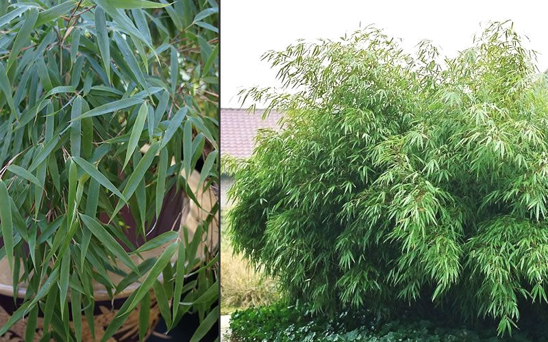  Sunset Glow Clumping Bamboo (Fargesia Rufa) - 1 Gallon Pot