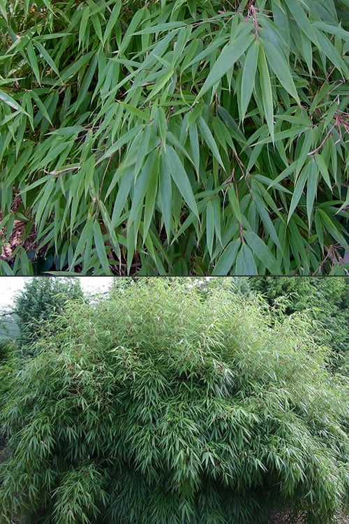  Dragons Head Bamboo - Fargesia Dracocephala 'Rufa' - 1 Gallon Pot