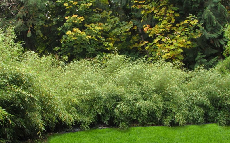  Dragons Head Bamboo (Fargesia Dracocephala 'Rufa') - 5 Gallon Pot