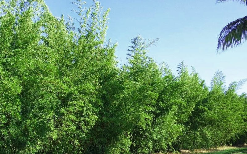  Seabreeze Bamboo - Bambusa Malingensis - 2 Gallon Pot