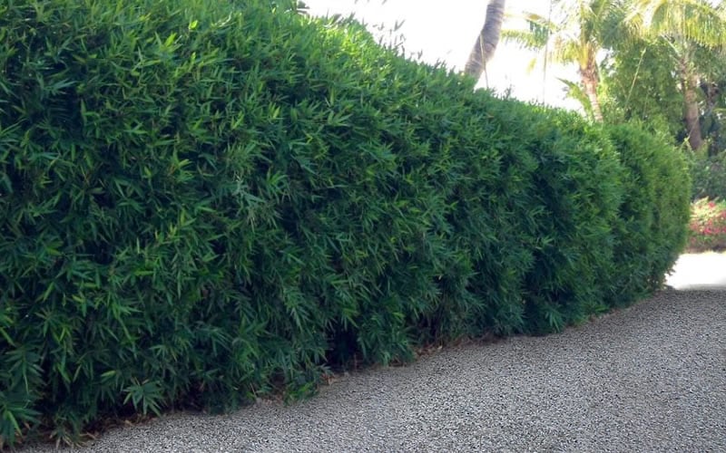  Seabreeze Bamboo - Bambusa Malingensis - 3 Gallon Pot