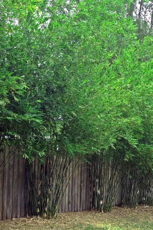  Seabreeze Bamboo - Bambusa Malingensis - 3 Gallon Pot