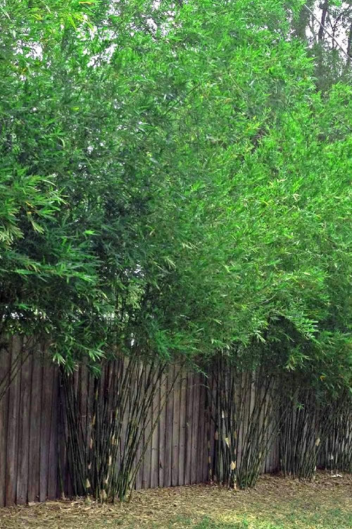  Seabreeze Bamboo - Bambusa Malingensis - 2 Gallon Pot
