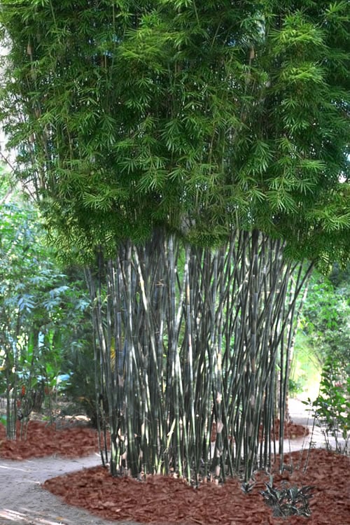  Silk Bamboo - Bambusa Textilis 'Glabra' - 2 Gallon Pot