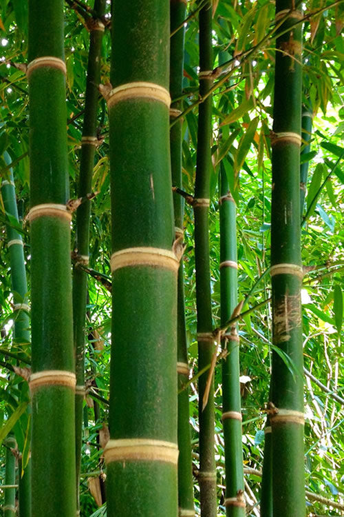  Solid Stem Bamboo - Phyllostachys Heteroclada - 3 Gallon Pot (4-6')