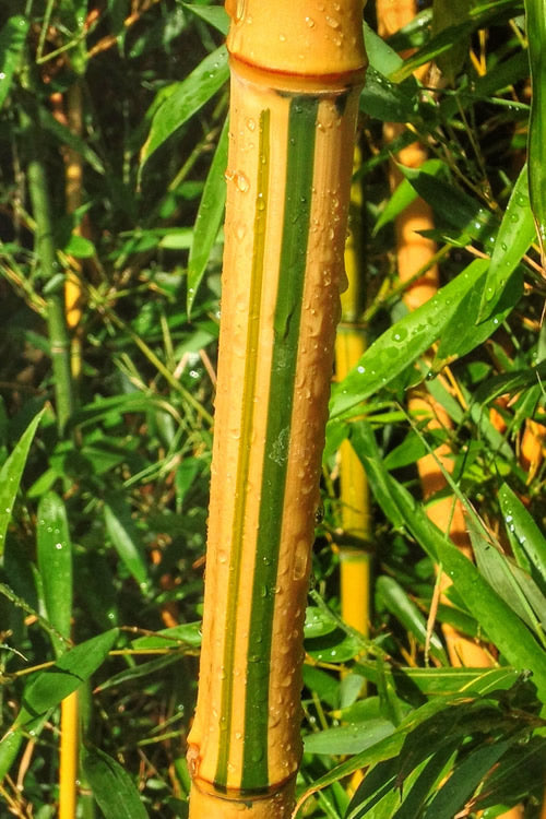  Green Groove Golden Bamboo - Phyllostachys Aureosulcata 'Spectabilis' - 3 Gallon Pot (2-4')