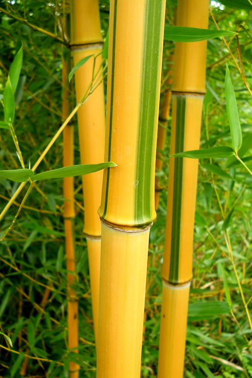  Green Groove Golden Bamboo - Phyllostachys Aureosulcata 'Spectabilis' - 3 Gallon Pot (2-4')