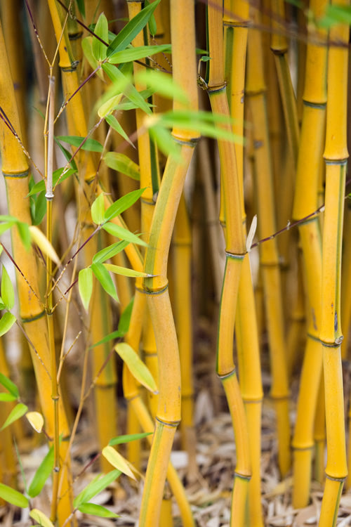  Green Groove Golden Bamboo - Phyllostachys Aureosulcata 'Spectabilis' - 3 Gallon Pot (2-4')