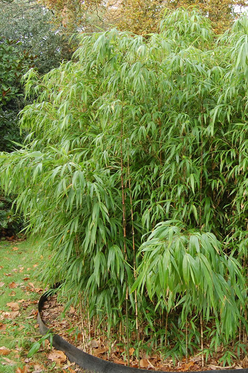  Square Stem Bamboo (Chimonobambusa Quadrangularis) - 3 Gallon Pot (4-6')