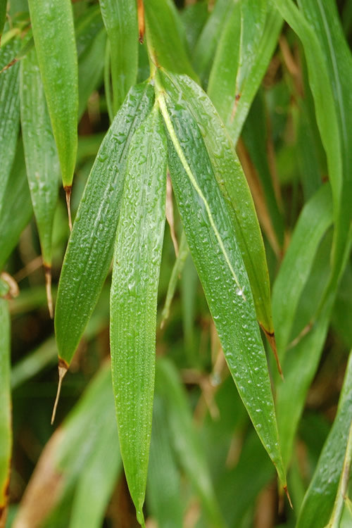  Square Stem Bamboo (Chimonobambusa Quadrangularis) - 3 Gallon Pot (2-4')