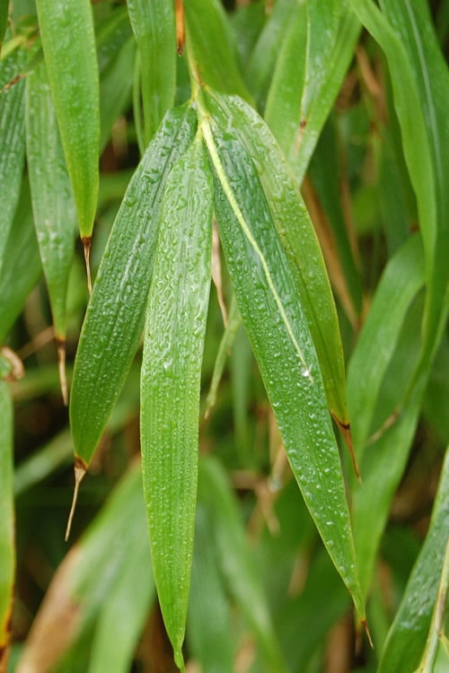  Square Stem Bamboo - Chimonobambusa Quadrangularis - 5 Gallon Pot