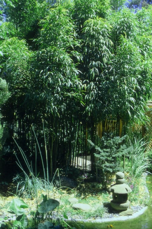  Square Stem Bamboo - Chimonobambusa Quadrangularis - 5 Gallon Pot