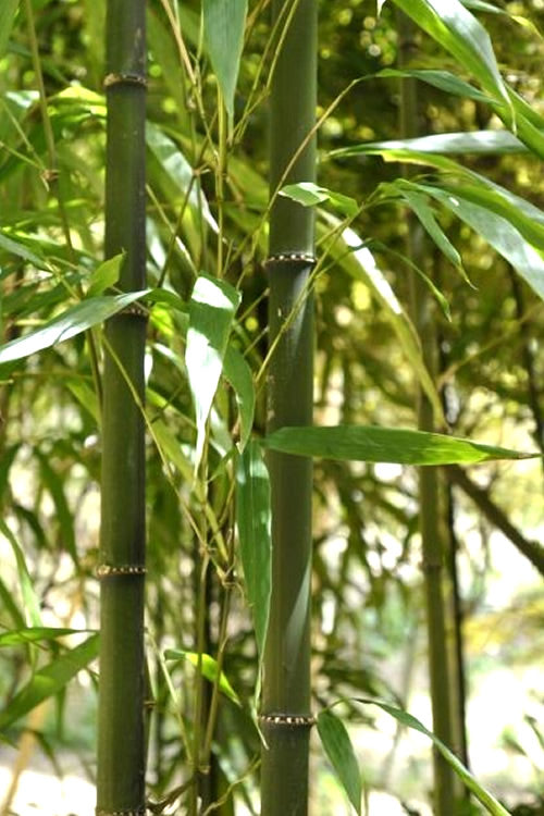  Square Stem Bamboo (Chimonobambusa Quadrangularis) - 3 Gallon Pot (2-4')