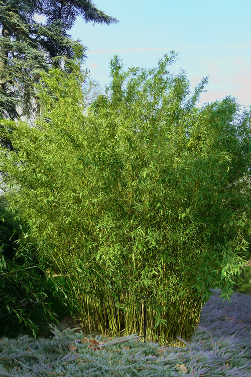  Stone Bamboo - Phyllostachys Angusta - 3 Gallon Pot (4-6')