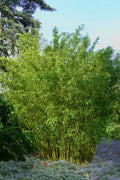  Stone Bamboo - Phyllostachys Angusta - 3 Gallon Pot (4-6')
