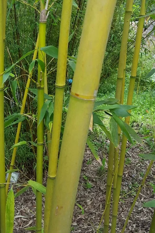  Stone Bamboo - Phyllostachys Angusta - 3 Gallon Pot (4-6')
