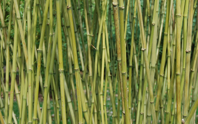  Stone Bamboo - Phyllostachys Angusta - 3 Gallon Pot (4-6')
