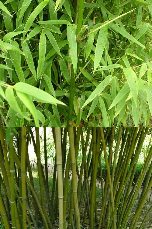 Stone Bamboo - Phyllostachys Angusta - 3 Gallon Pot (4-6')