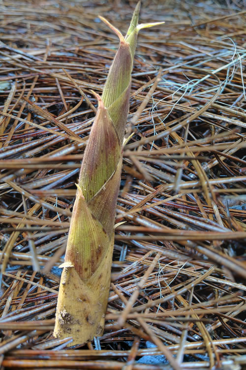  Sweet Shoot Bamboo - Phyllostachys Dulcis - 3 Gallon Pot (2-4')