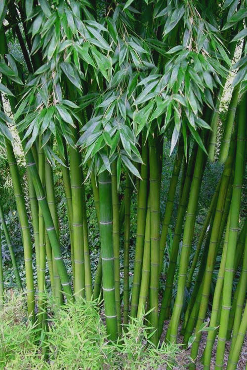  Sweet Shoot Bamboo - Phyllostachys Dulcis - 3 Gallon Pot (2-4')