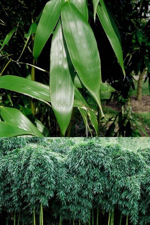 Sweet Shoot Bamboo - Phyllostachys Dulcis - 3 Gallon Pot