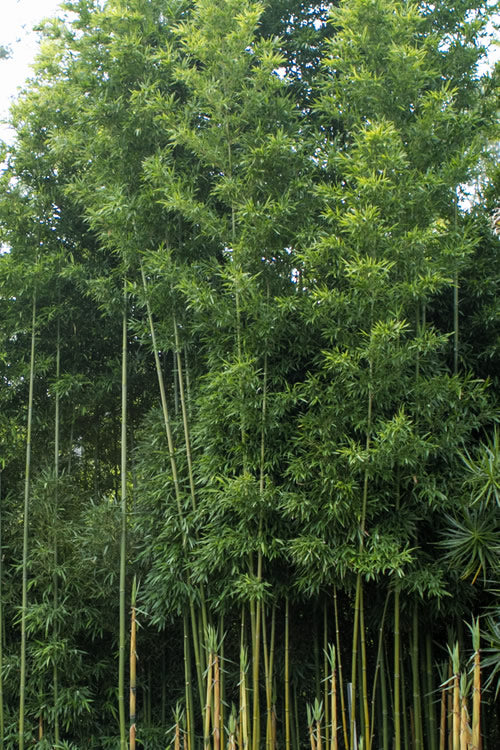  Temple Bamboo (Semiarundinaria Fastuosa) - 3 Gallon Pot (2-4')
