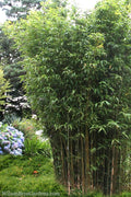  Temple Bamboo (Semiarundinaria Fastuosa) - 3 Gallon Pot (4-6'+)
