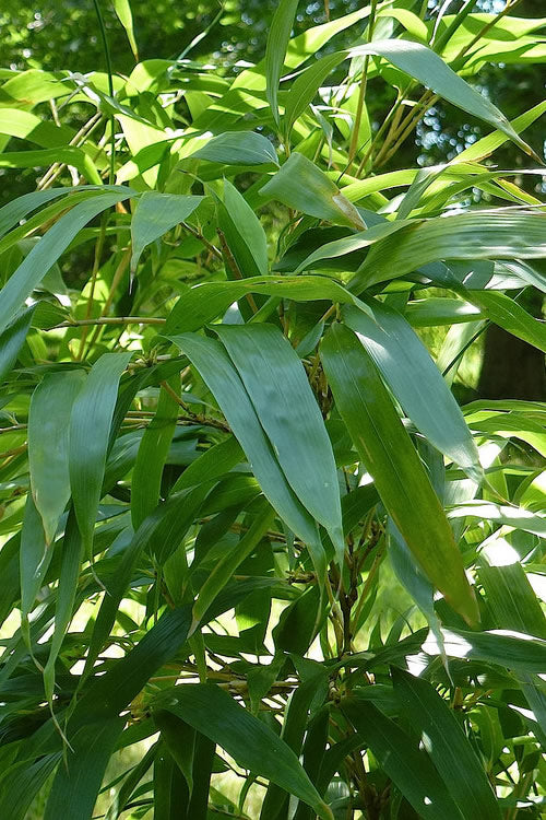  Temple Bamboo (Semiarundinaria Fastuosa) - 3 Gallon Pot (4-6'+)