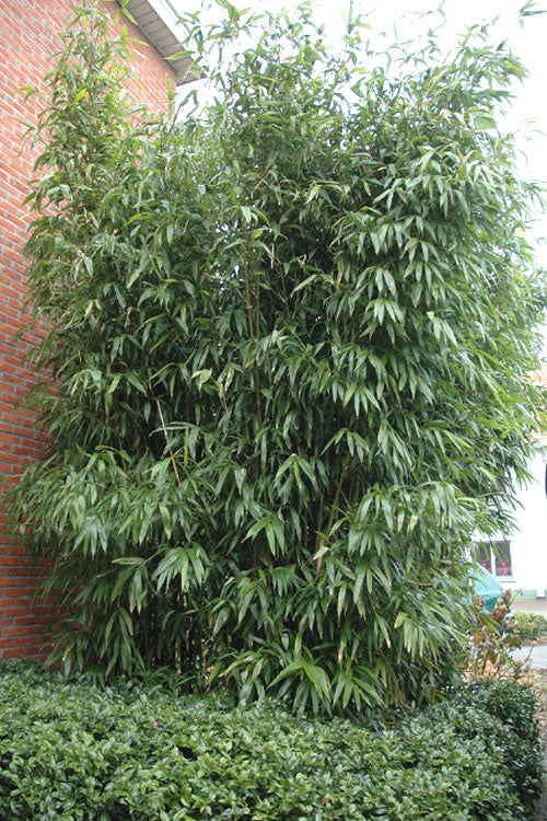  Temple Bamboo (Semiarundinaria Fastuosa) - 3 Gallon Pot (2-4')