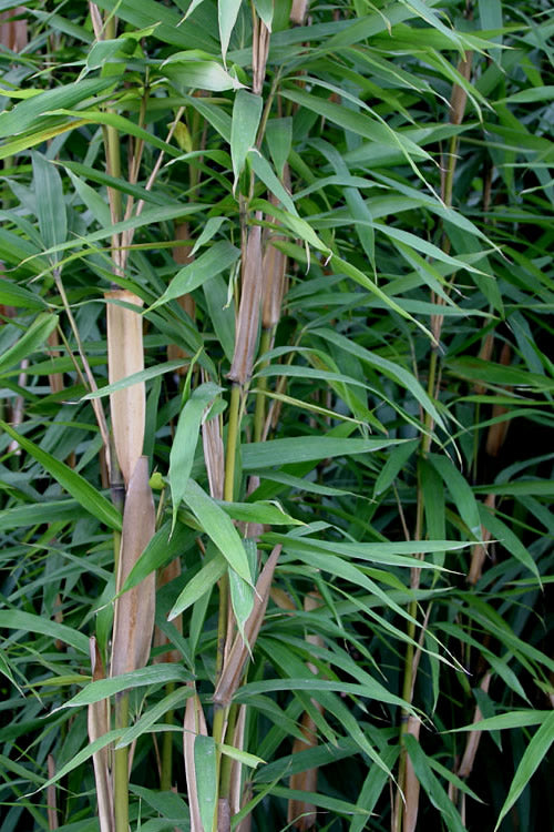  Tonkin Cane Tea Stick Bamboo - Pseudosasa Amabilis - 3 Gallon Pot