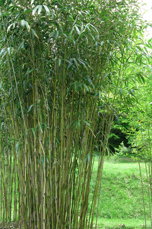  Tonkin Cane Tea Stick Bamboo - Pseudosasa Amabilis - 3 Gallon Pot