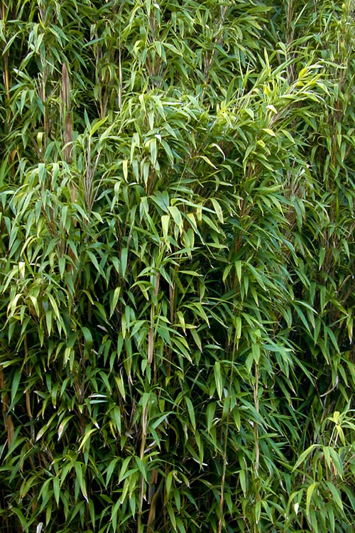  Tonkin Cane Tea Stick Bamboo - Pseudosasa Amabilis - 3 Gallon Pot