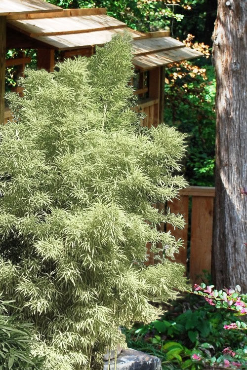  Variegated Chinese Temple Bamboo - Sinobambusa Tootsik 'Albostriata' - 2 Gallon Pot