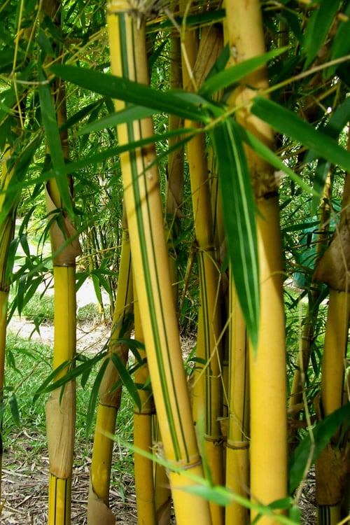  Asian Lemon Bamboo (Bambusa Eutuldoides 'Viridivittata') - 3 Gallon Pot