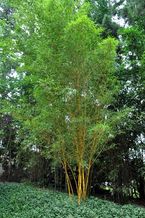  Asian Lemon Bamboo (Bambusa Eutuldoides 'Viridivittata') - 3 Gallon Pot