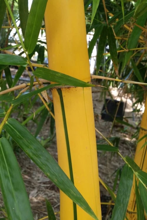  Asian Lemon Bamboo (Bambusa Eutuldoides 'Viridivittata') - 3 Gallon Pot