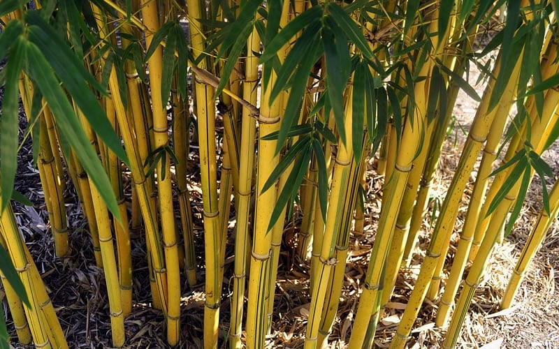  Asian Lemon Bamboo (Bambusa Eutuldoides 'Viridivittata') - 3 Gallon Pot