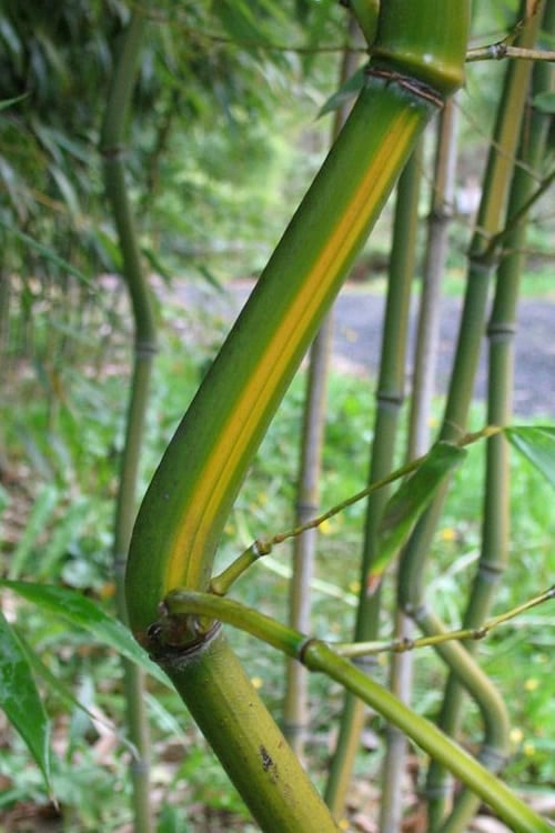  Yellow Groove Bamboo (Phyllostachys Aureosulcata) - 3 Gallon Pot (4-6'+)