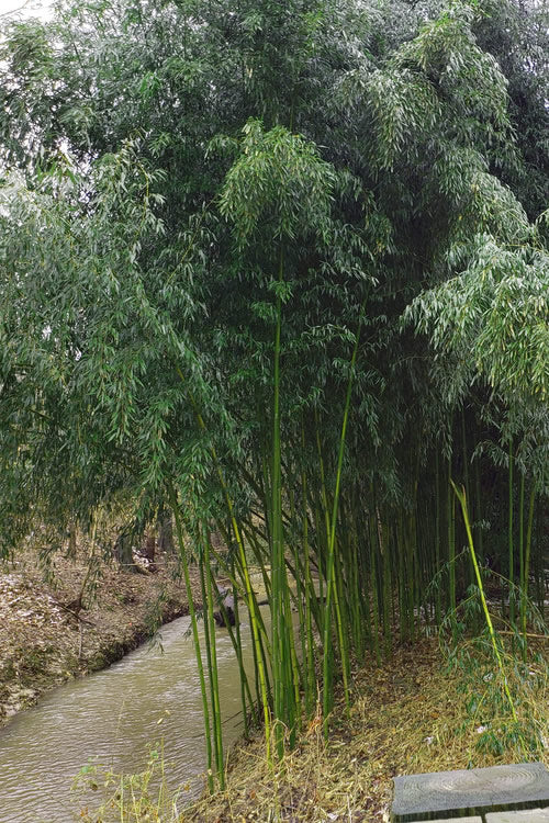  Yellow Groove Bamboo (Phyllostachys Aureosulcata) - 3 Gallon Pot (2-4')