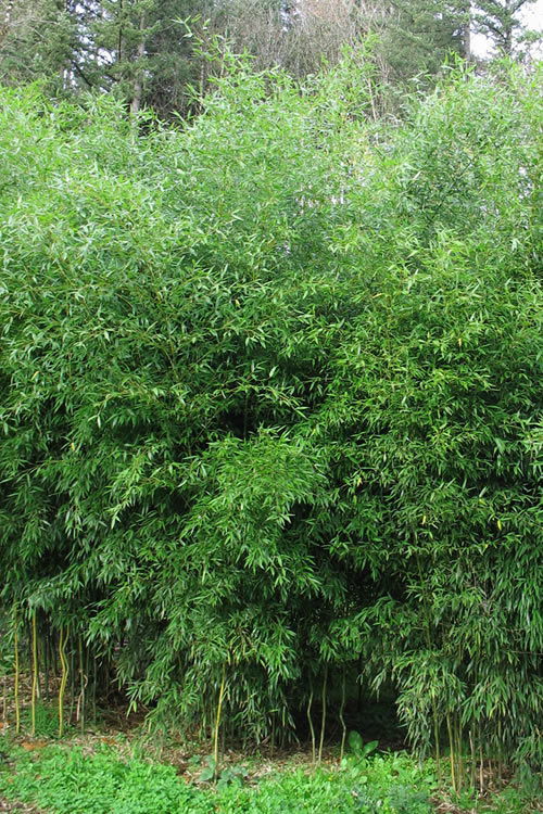  Yellow Groove Bamboo (Phyllostachys Aureosulcata) - 3 Gallon Pot (2-4')