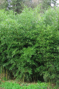  Yellow Groove Bamboo (Phyllostachys Aureosulcata) - 3 Gallon Pot (2-4')