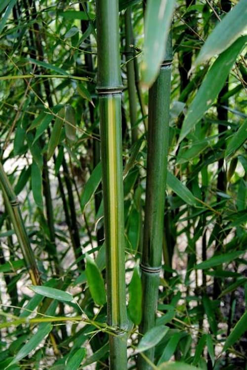  Yellow Groove Bamboo (Phyllostachys Aureosulcata) - 3 Gallon Pot (4-6'+)
