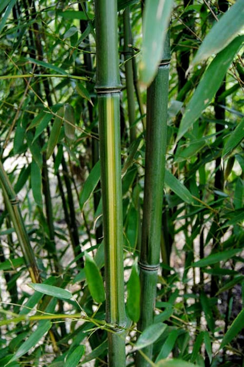  Yellow Groove Bamboo (Phyllostachys Aureosulcata) - 3 Gallon Pot (2-4')