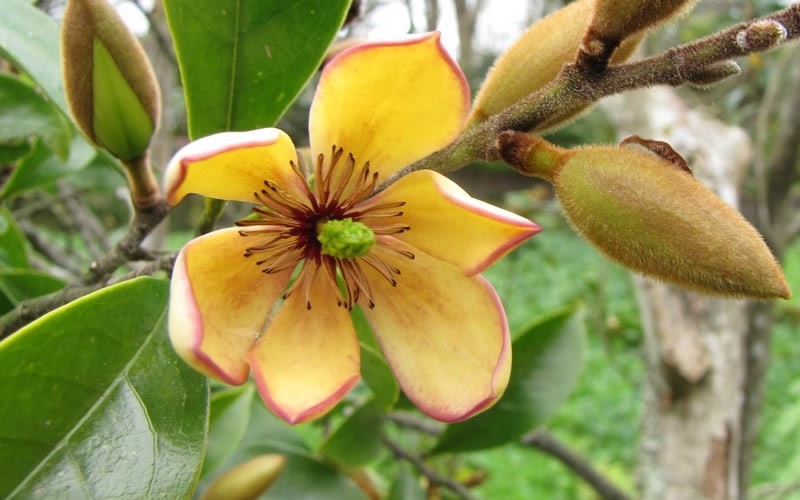  Banana Shrub - 2 Gallon Pot